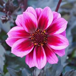 Dahlia h. 'Dreamy Night'