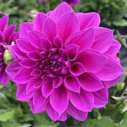 Dahlia h. 'Hypnotica Lavender'