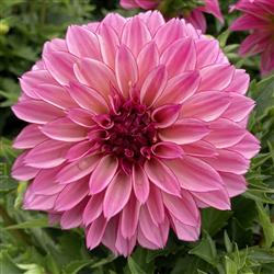 Dahlia h. 'Hypnotica Purple Bicolor'