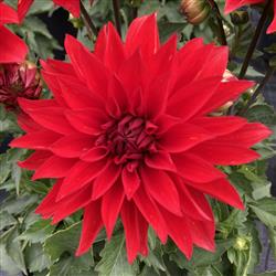 Dahlia h. 'Hypnotica Red'