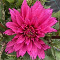 Dahlia h. 'Labella Maggiore Deep Rose'