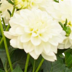 Dahlia h. 'Labella Maggiore White'
