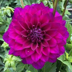 Dahlia h. 'Maxi Purple'
