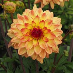 Dahlia h. 'Maxi Tequila'
