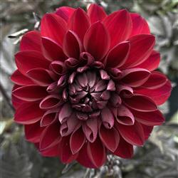 Dahlia h. 'Meena Aruna'