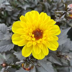 Dahlia h. 'Revelation Yellow'