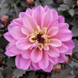 Dahlia h. 'Temptation Pink Bicolor'