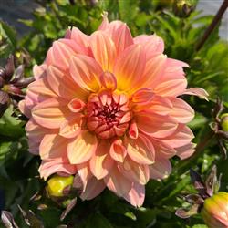 Dahlia h. 'XXL Merida'
