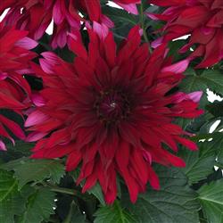 Dahlia h. 'XXL Raspberry Ice'