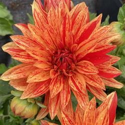 Dahlia h. 'XXL Tabasco'