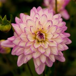 Dahlia h. 'XXL Veracruz'