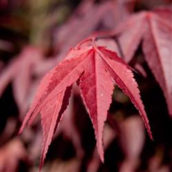 Acer p. 'Atropurpurea'