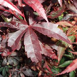 Acer p. 'Bloodgood'