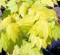 Acer shir. 'Aureum'