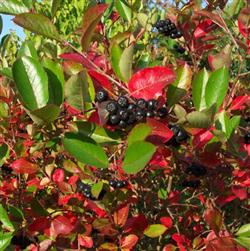 Aronia m. 'Aron'