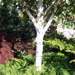 Betula utilis