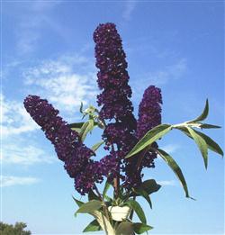 Buddleia d. 'Black Knight'