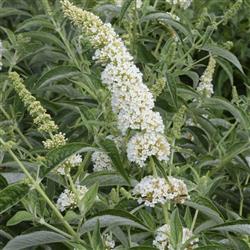 Buddleia d. 'Little Angel'