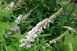 Buddleia d. 'Peace'