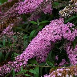 Buddleia d. 'Pink Cascade'