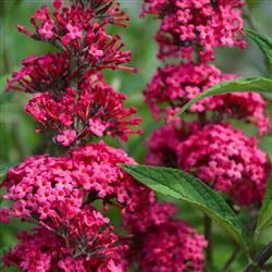 Buddleia d. 'Prince Charming'