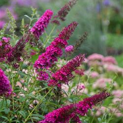 Buddleia d. 'Queen of Hearts'