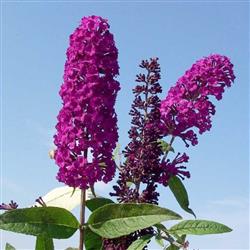 Buddleia d. 'Royal Red'
