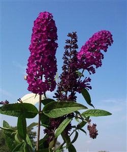 Buddleia d. 'Royal Red'