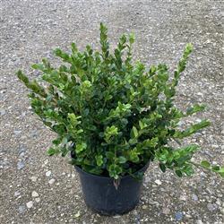 Buxus micr. 'Faulkner'