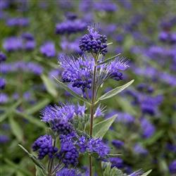 Caryopteris 'Kew Blue'