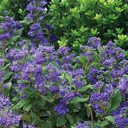 Caryopteris 'Grand Bleu'