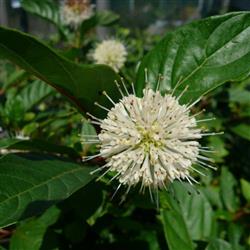 Cephalanthus o. 'Fiber Optics'