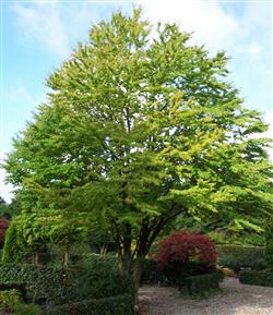 Cercidiphyllum japonicum