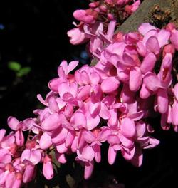 Cercis can. 'Avondale'