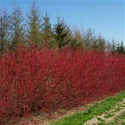 Cornus alba 'Sibirica'