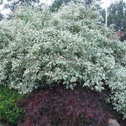 Cornus alba 'Sibirica Variegata'