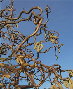 Corylus a. 'Contorta'