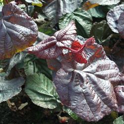 Corylus a. 'Red Majestic'