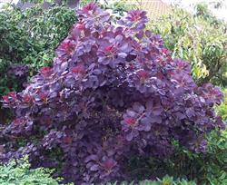 Cotinus c. 'Royal Purple'