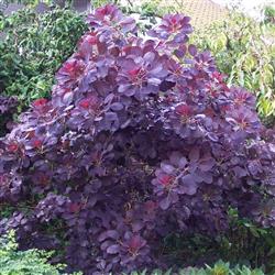 Cotinus c. 'Royal Purple'