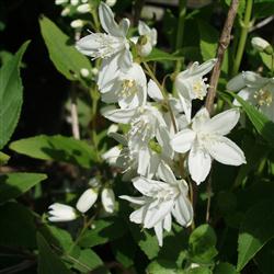 Deutzia gracilis