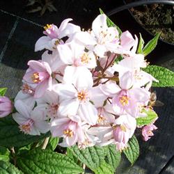 Deutzia hyb. 'Mont Rose'