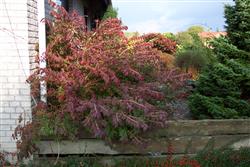 Euonymus alatus