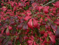 Euonymus al. 'Compactus'