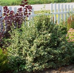 Euonymus f. 'Emerald Gaiety'