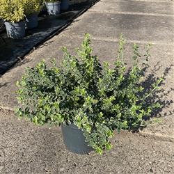 Euonymus f. 'Emerald Gaiety'