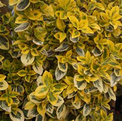 Euonymus f. 'Emerald Gold'