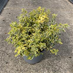 Euonymus f. 'Emerald Gold'
