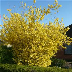 Forsythia i. 'Lynwood'