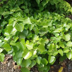 Hedera h. 'Arbori Compact'